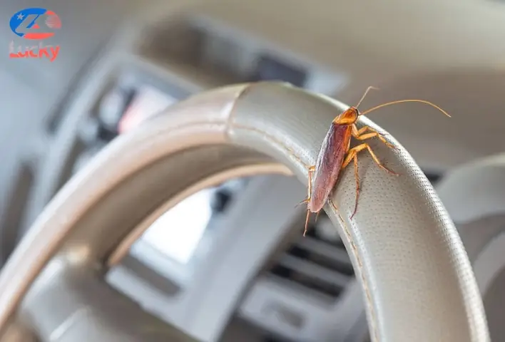 Cách Diệt Gián Trên Xe Ô Tô