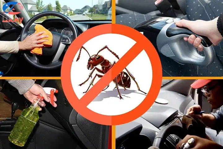 Cách Diệt Kiến Trên Xe Ô Tô