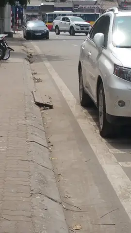 Cách Đỗ Xe Ô Tô