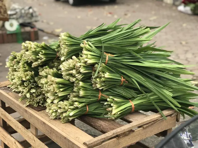 Lá Nếp Để Xe Ô Tô