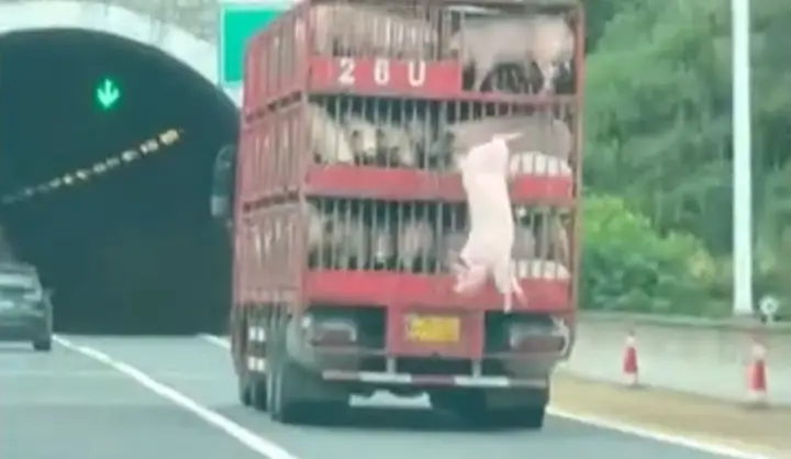 Lợn Rơi Khỏi Xe Ô Tô