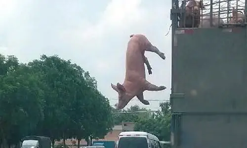 Lợn Rơi Từ Xe Ô Tô