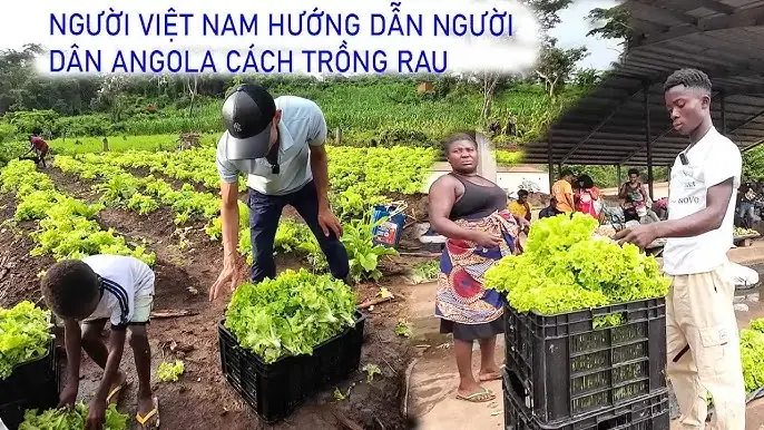Mang Xe Ô Tô Từ Angola Về Việt Nam