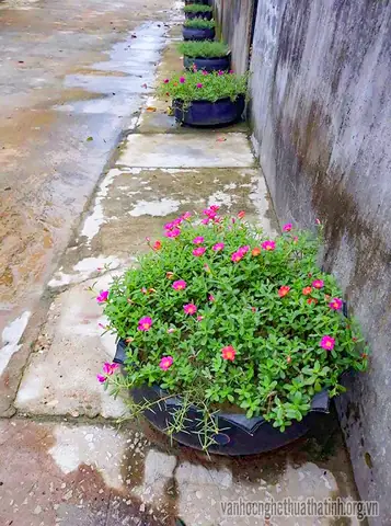 Trồng Hoa Bằng Lốp Xe Ô Tô